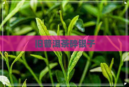 旧普洱茶碎银子