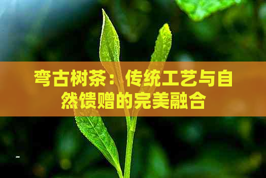 弯古树茶：传统工艺与自然馈赠的完美融合