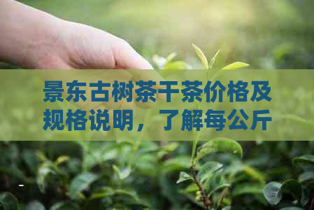 景东古树茶干茶价格及规格说明，了解每公斤的具体价值