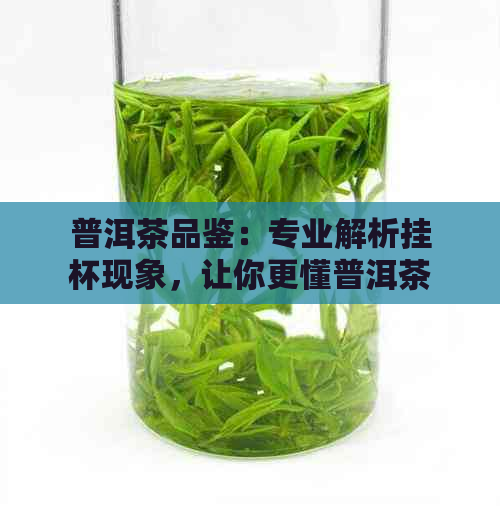 普洱茶品鉴：专业解析挂杯现象，让你更懂普洱茶的韵味