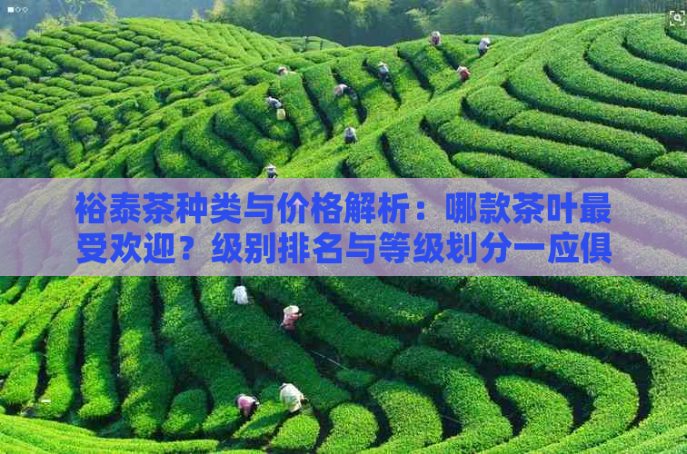 裕泰茶种类与价格解析：哪款茶叶更受欢迎？级别排名与等级划分一应俱全！