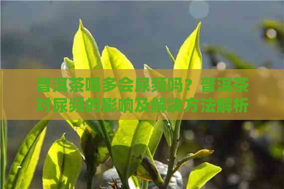 普洱茶喝多会尿频吗？普洱茶对尿频的影响及解决方法解析