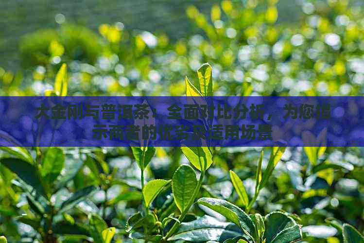 大金刚与普洱茶：全面对比分析，为您揭示两者的优劣及适用场景