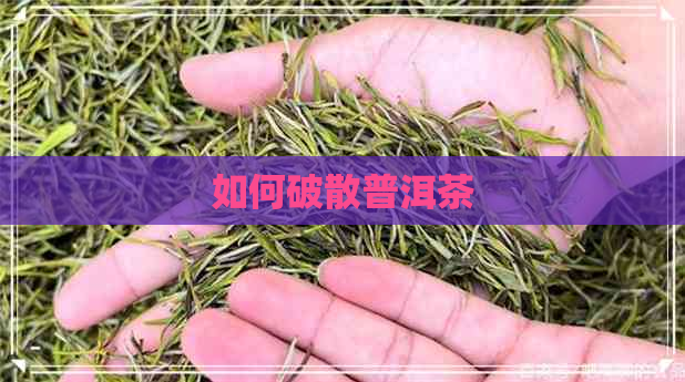 如何破散普洱茶