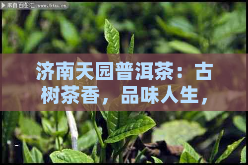 济南天园普洱茶：古树茶香，品味人生，珍藏瑰宝