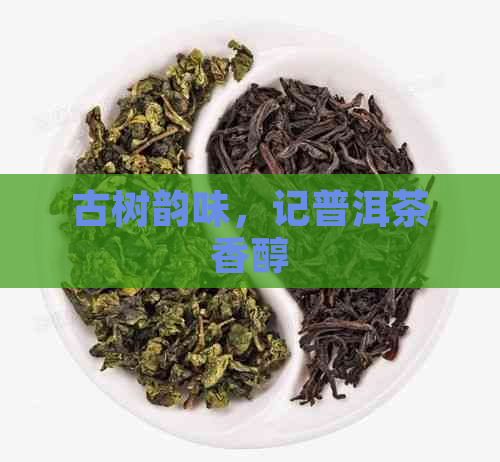 古树韵味，记普洱茶香醇