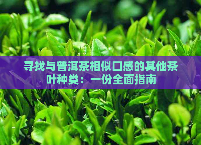 寻找与普洱茶相似口感的其他茶叶种类：一份全面指南