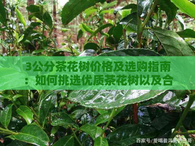 3公分茶花树价格及选购指南：如何挑选优质茶花树以及合理搭配植物盆栽？