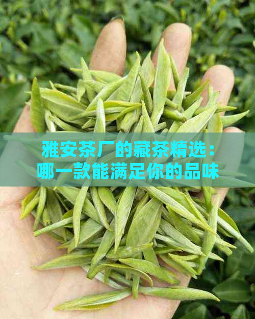 雅安茶厂的藏茶精选：哪一款能满足你的品味需求？