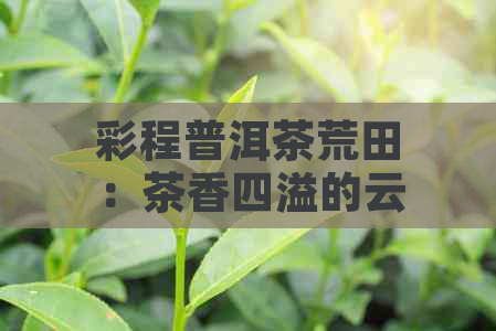 彩程普洱茶荒田：茶香四溢的云南秘境之旅