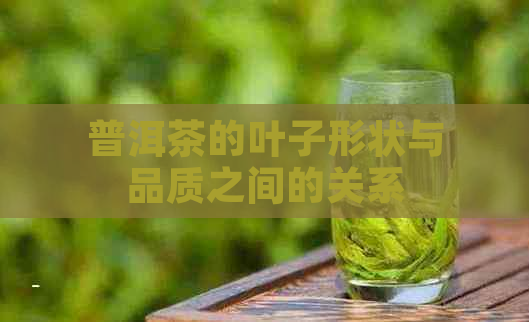 普洱茶的叶子形状与品质之间的关系