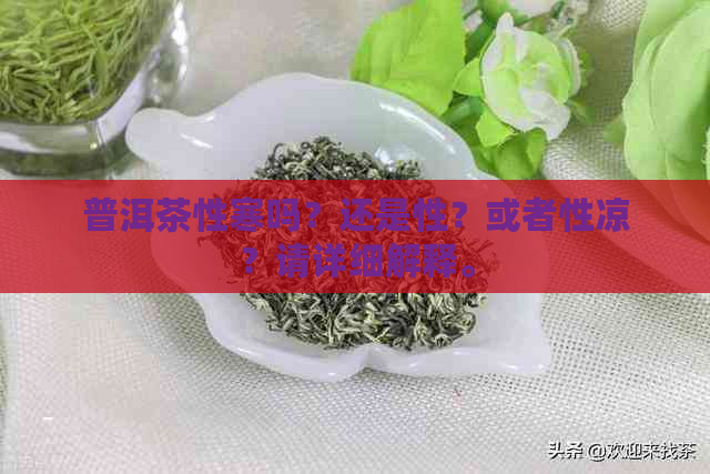 普洱茶性寒吗？还是性？或者性凉？请详细解释。