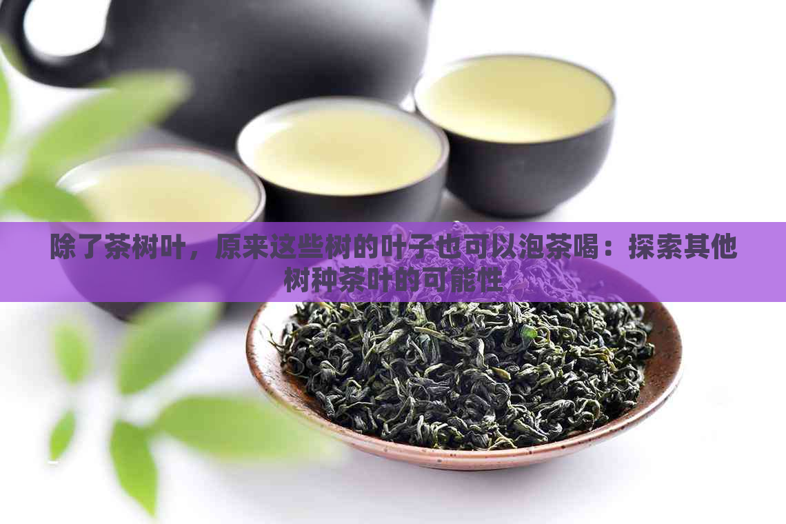 除了茶树叶，原来这些树的叶子也可以泡茶喝：探索其他树种茶叶的可能性