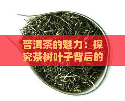 普洱茶的魅力：探究茶树叶子背后的故事与文化底蕴