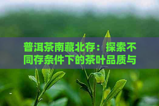 普洱茶南藏北存：探索不同存条件下的茶叶品质与风味