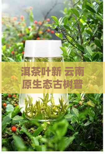 洱茶叶新 云南原生态古树普洱茶：洱山韵与文化底蕴的完美融合