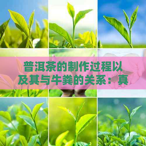 普洱茶的制作过程以及其与牛粪的关系：真相大揭秘