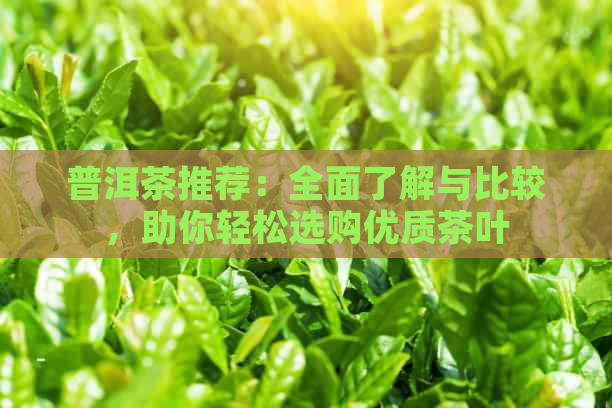 普洱茶推荐：全面了解与比较，助你轻松选购优质茶叶