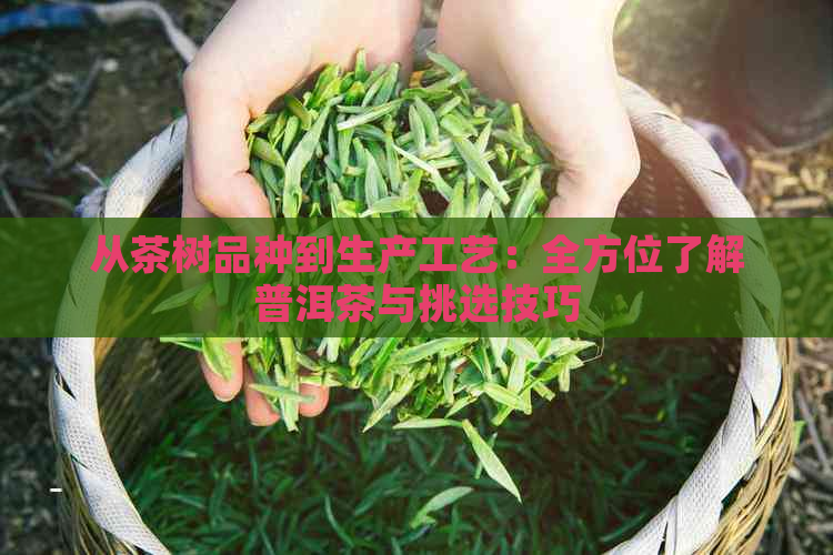 从茶树品种到生产工艺：全方位了解普洱茶与挑选技巧