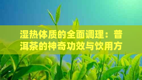 湿热体质的全面调理：普洱茶的神奇功效与饮用方法