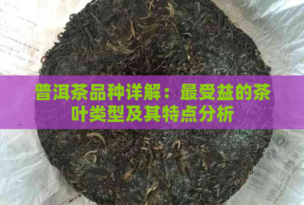 普洱茶品种详解：最受益的茶叶类型及其特点分析