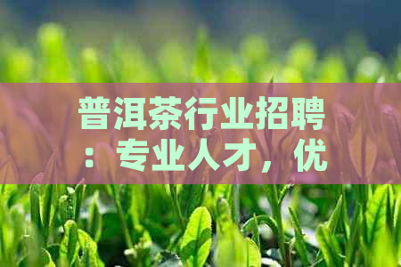 普洱茶行业招聘：专业人才，优质机会，茶艺传承