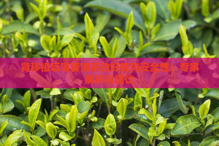 肾移植后喝普洱茶的好处与安全性：专家解析与建议