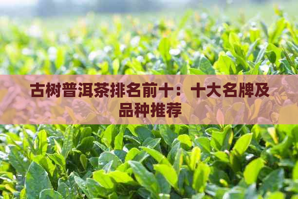 古树普洱茶排名前十：十大名牌及品种推荐