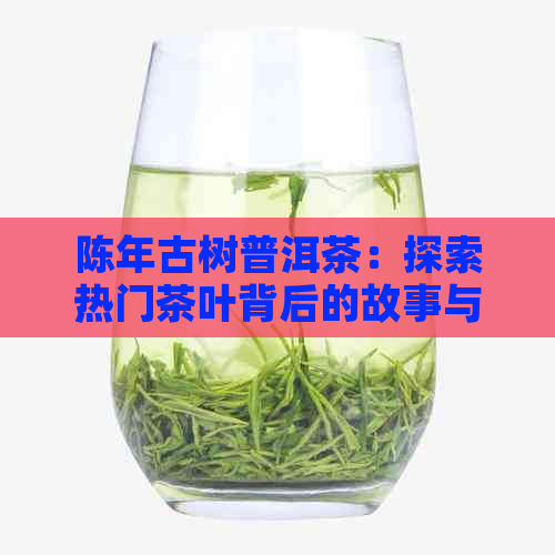 陈年古树普洱茶：探索热门茶叶背后的故事与魅力