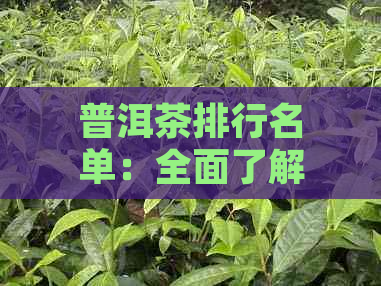 普洱茶排行名单：全面了解各类普洱茶的品质与特点，助您选购合适的茶叶