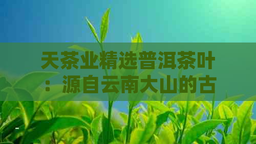 天茶业精选普洱茶叶：源自云南大山的古树之韵，纯正口感，助您健人生