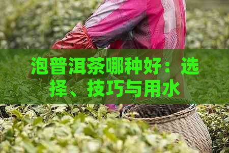 泡普洱茶哪种好：选择、技巧与用水