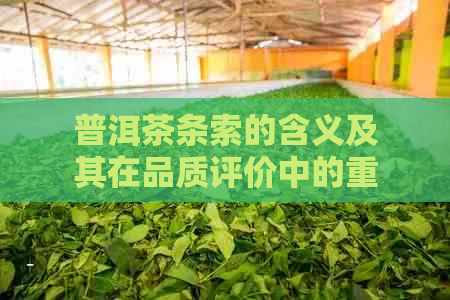 普洱茶条索的含义及其在品质评价中的重要性：探究与理解