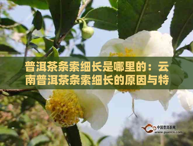 普洱茶条索细长是哪里的：云南普洱茶条索细长的原因与特点