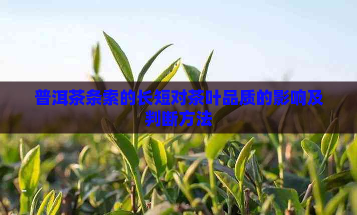 普洱茶条索的长短对茶叶品质的影响及判断方法