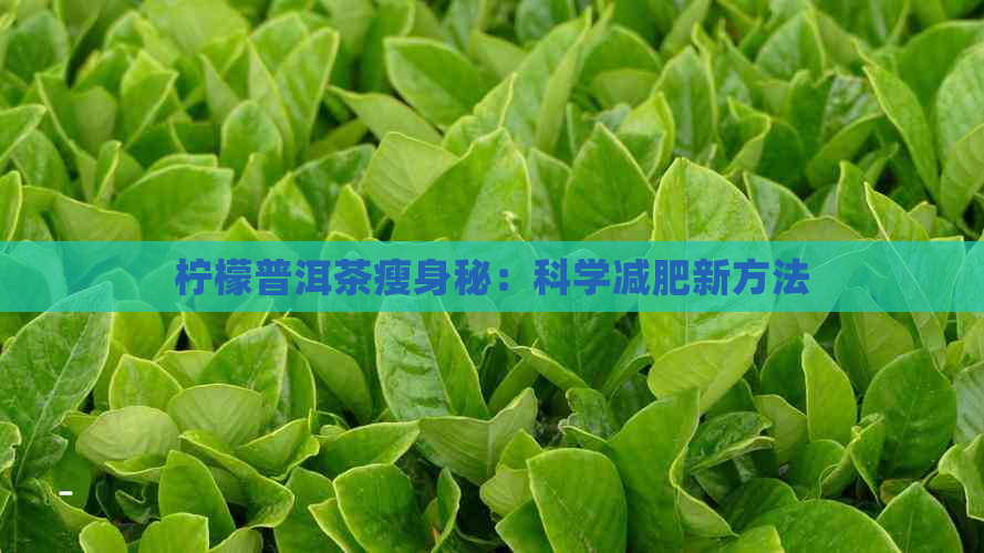 柠檬普洱茶瘦身秘：科学减肥新方法