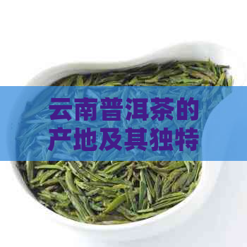 云南普洱茶的产地及其独特魅力：探寻古树茶叶的故事