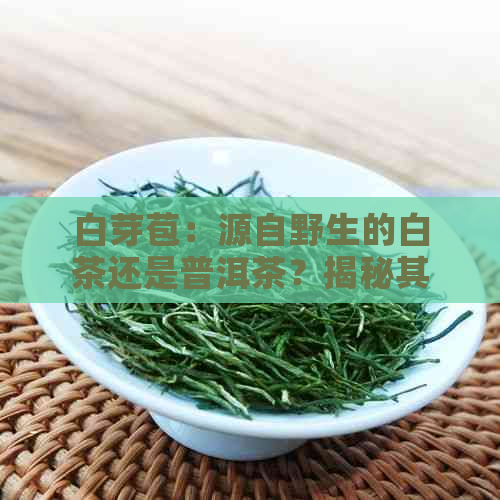 白芽苞：源自野生的白茶还是普洱茶？揭秘其品种与特色