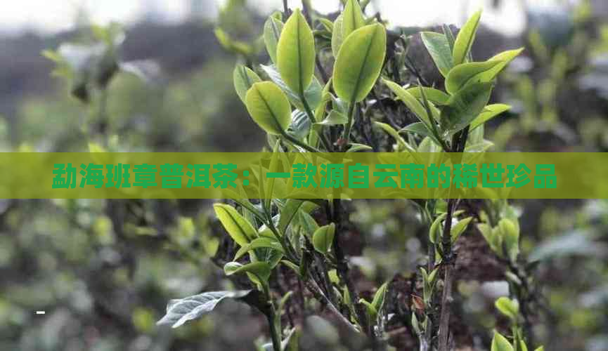 勐海班章普洱茶：一款源自云南的稀世珍品