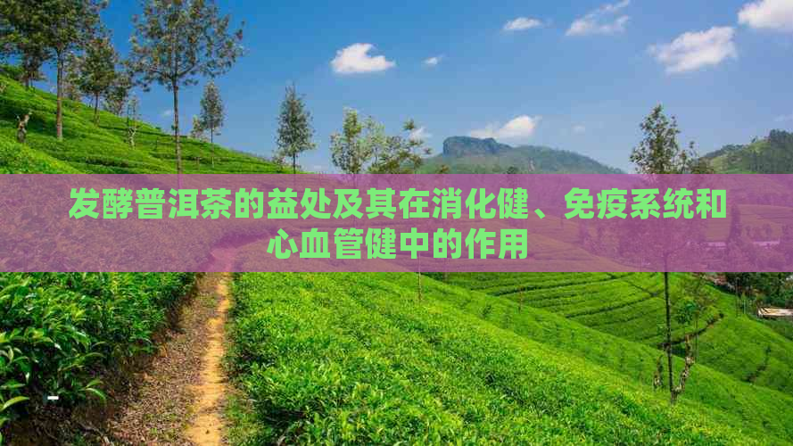 发酵普洱茶的益处及其在消化健、免疫系统和心血管健中的作用