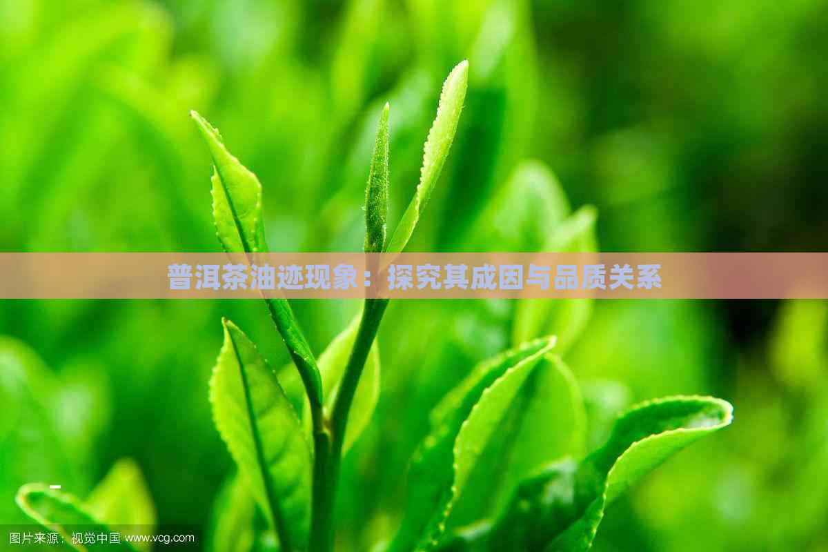 普洱茶油迹现象：探究其成因与品质关系