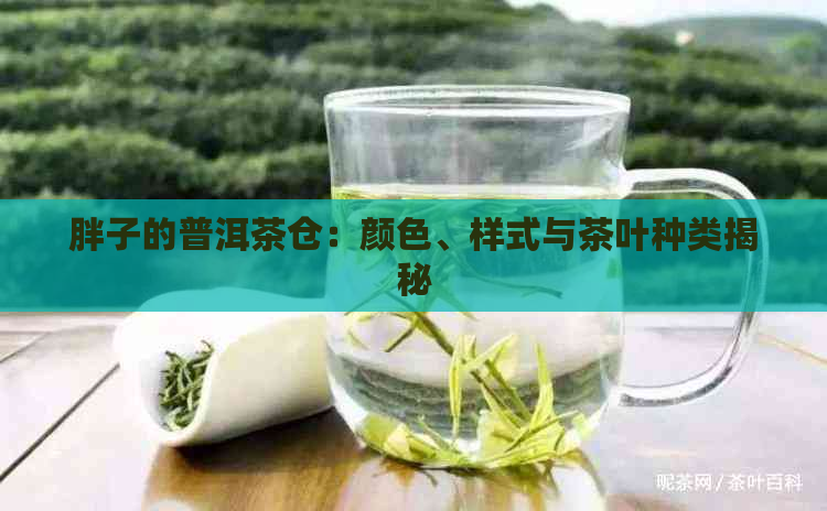 胖子的普洱茶仓：颜色、样式与茶叶种类揭秘