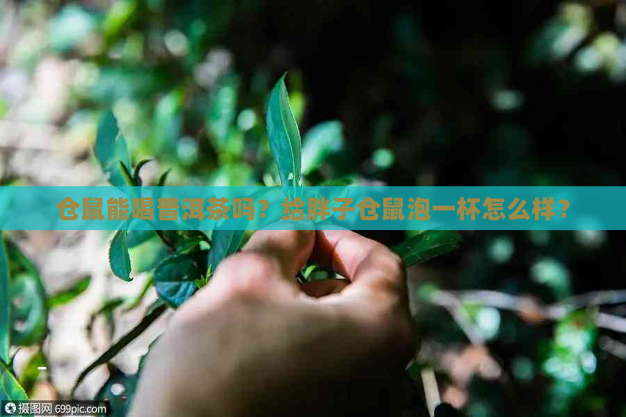 仓鼠能喝普洱茶吗？给胖子仓鼠泡一杯怎么样？