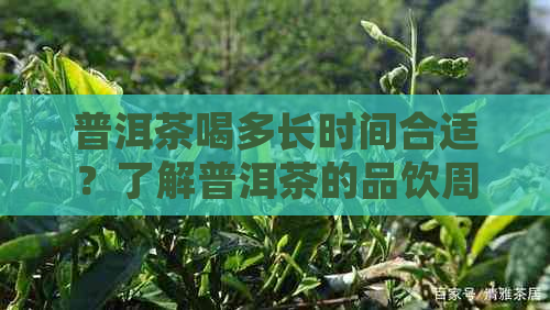 普洱茶喝多长时间合适？了解普洱茶的品饮周期以确保口感和健效益