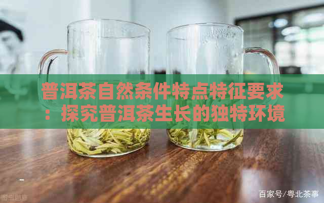 普洱茶自然条件特点特征要求：探究普洱茶生长的独特环境需求