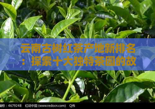 云南古树红茶产地新排名：探索十大独特茶园的故事与风味