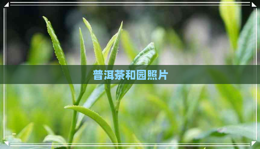 普洱茶和园照片