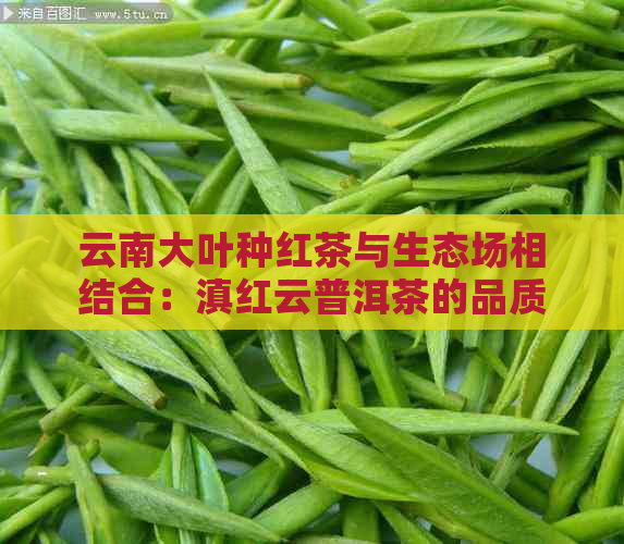 云南大叶种红茶与生态场相结合：滇红云普洱茶的品质与魅力