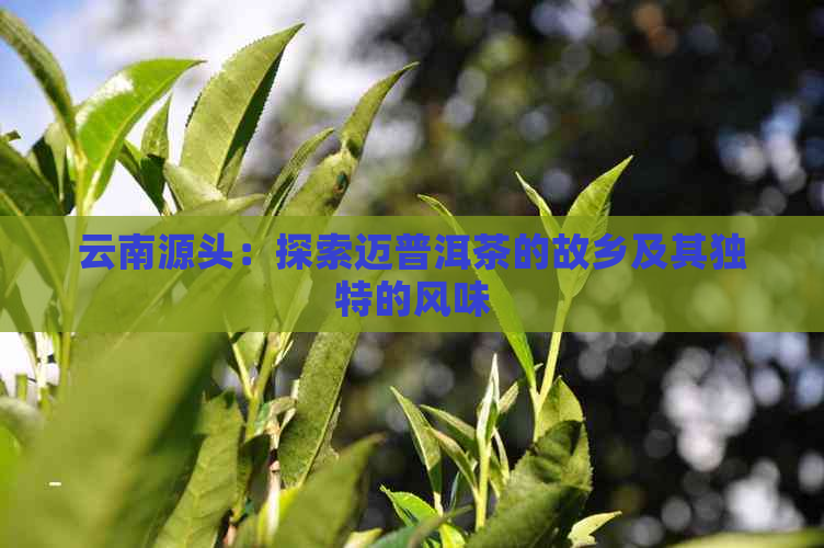 云南源头：探索迈普洱茶的故乡及其独特的风味