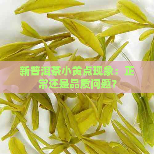 新普洱茶小黄点现象：正常还是品质问题？